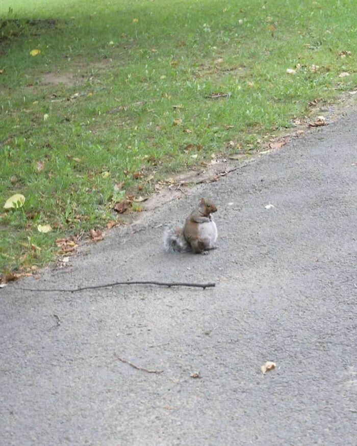 This Is What A Pregnant Squirrel Looks Like