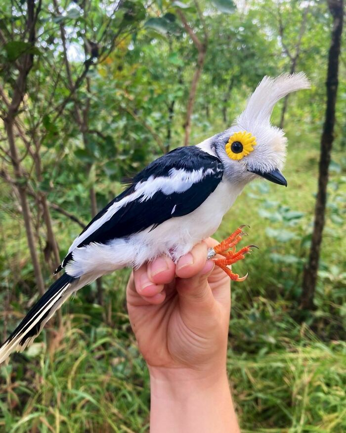 The Eyes Of A White Helmetshrike Bird Resembles A Sunflower