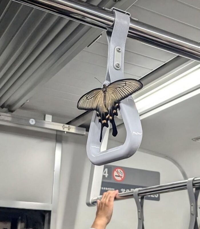 A Butterfly That Got Stuck In A Japanese Train