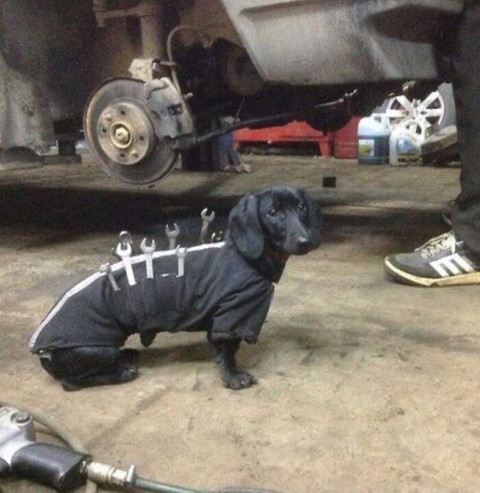 A Dog Being A Helpful Mechanic