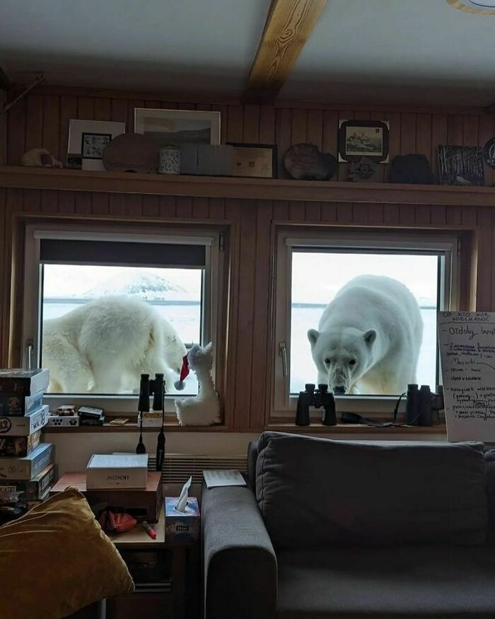 Curious Polar Bears Looking Into The Polish Polar Station On The Island Of Spitsbergen, In The Arctic Ocean