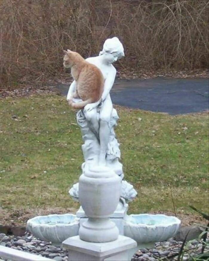 Cats And Their Infatuation With Statues