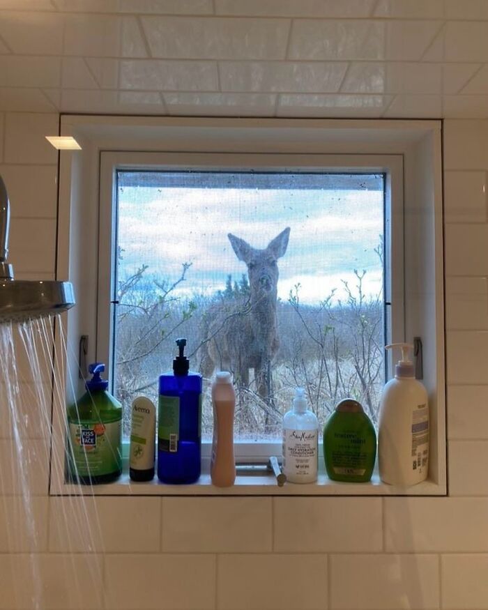 A Deer Staring Through A Shower Window