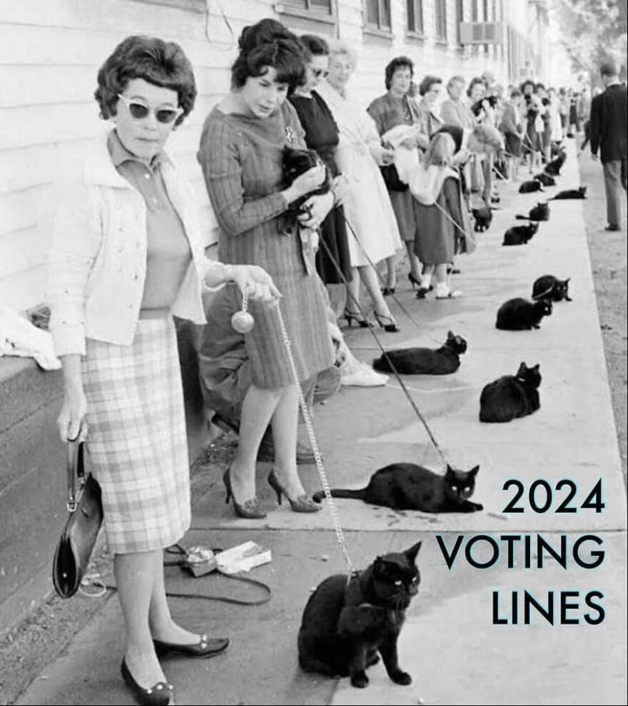 Cats: A Pussy Riot At The Ballot Box