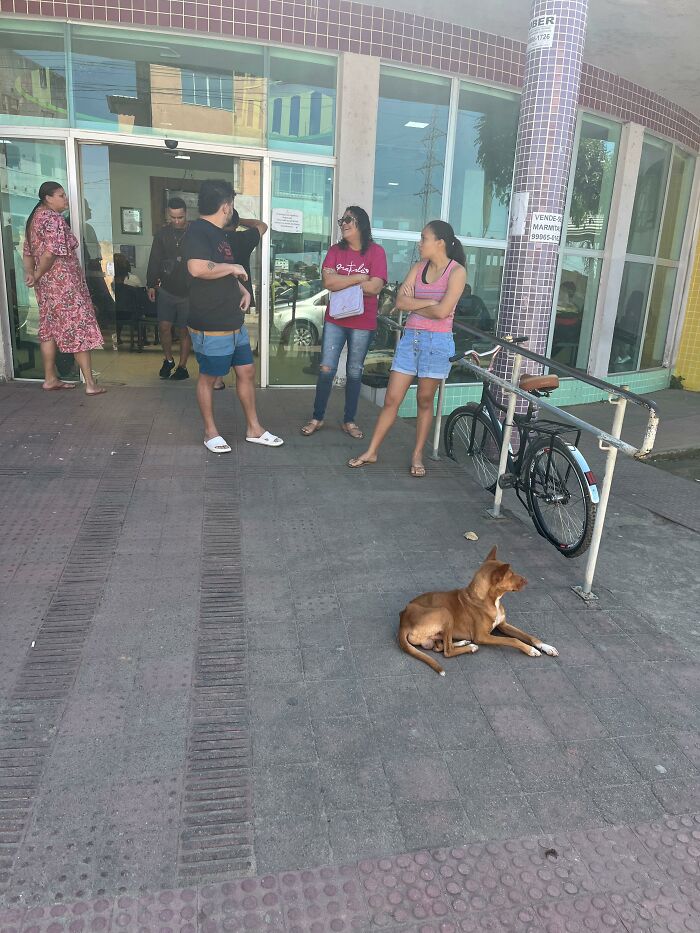 This Loyal Dog Spent 9 Days By The Hospital, Hoping For A Reunion With His Owner