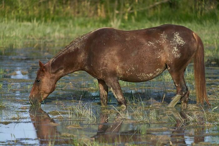 Mare In Foal At The Watering Hole. I Was Happy To Take Pictures Of The Horses At A Watering Hole At Sunset. For A Few Moments, I Forgot Everything. My Heart Sinks When I See Such Beauty