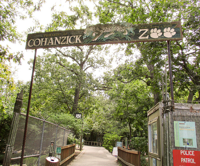 Tiger Nearly Eats Zoo Visitor After She Climbed Into Enclosure To Pet It, Police Now Involved