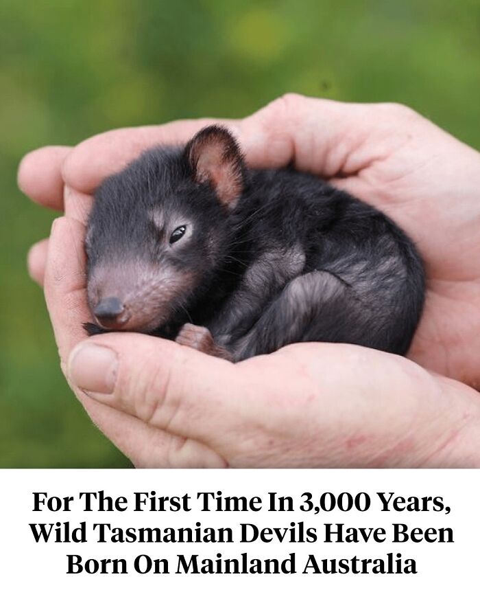 Seven Baby Tasmanian Devils Were Just Born In The Wild On Mainland Australia For The First Time In 3,000 Years