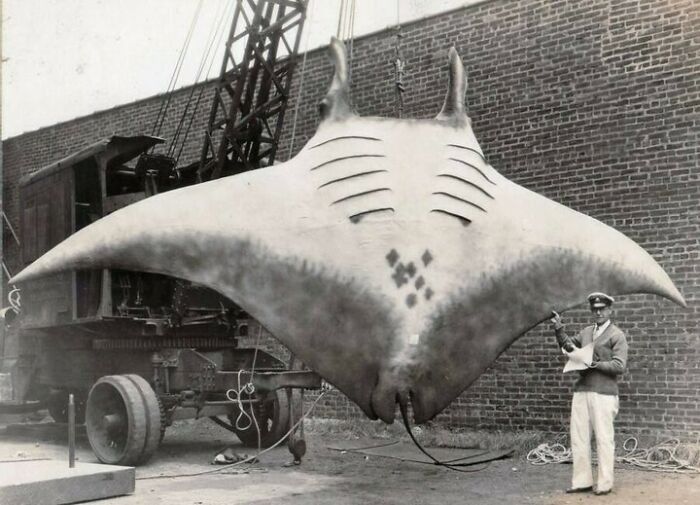 In The Summer Of 1933, A Man Named A.l. Kahn Was Fishing Off The Coast Of New Jersey When He Landed This 20-Foot-Long, 5,000-Pound Manta Ray