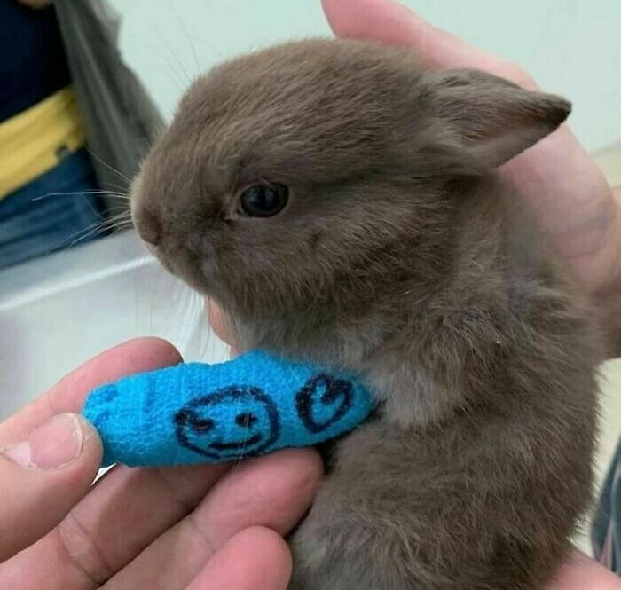 Este conejito recibió una pequeña escayola por una lesión en el brazo