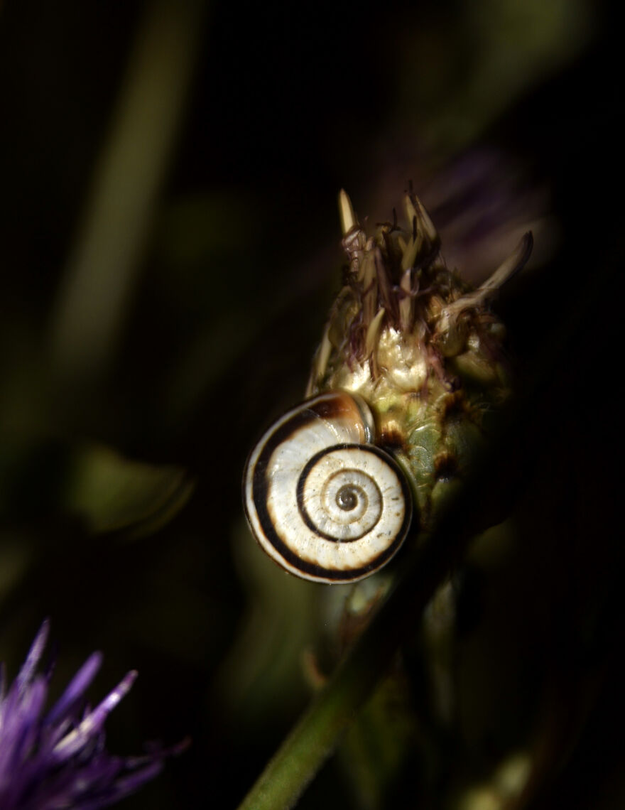 Tiny Snail In The Wind