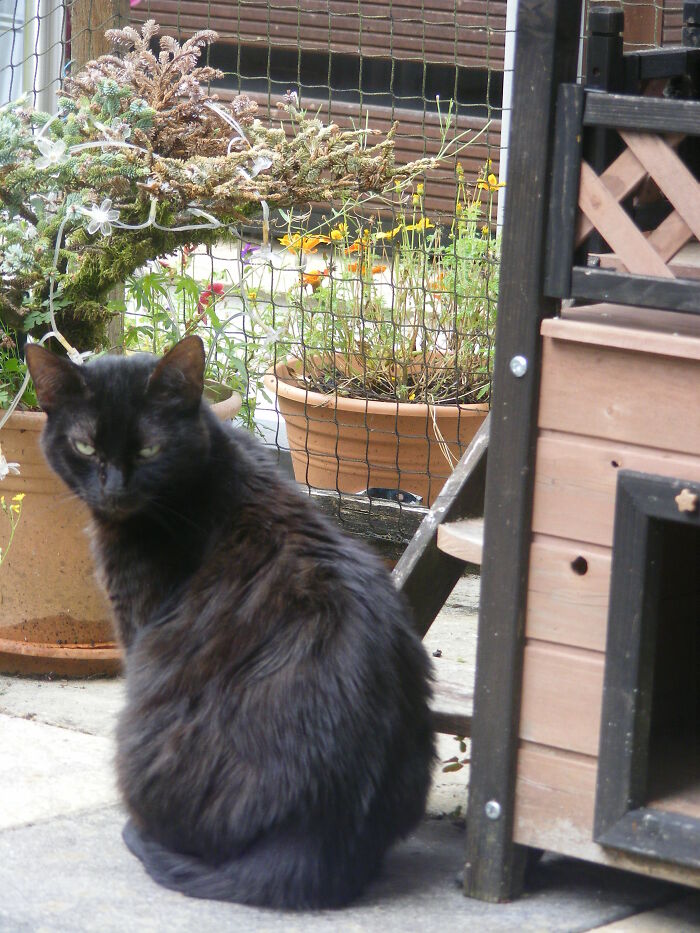 Baghira In Her Enclosure