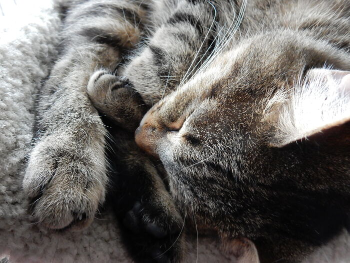 Kittyshark Plotting In His Sleep