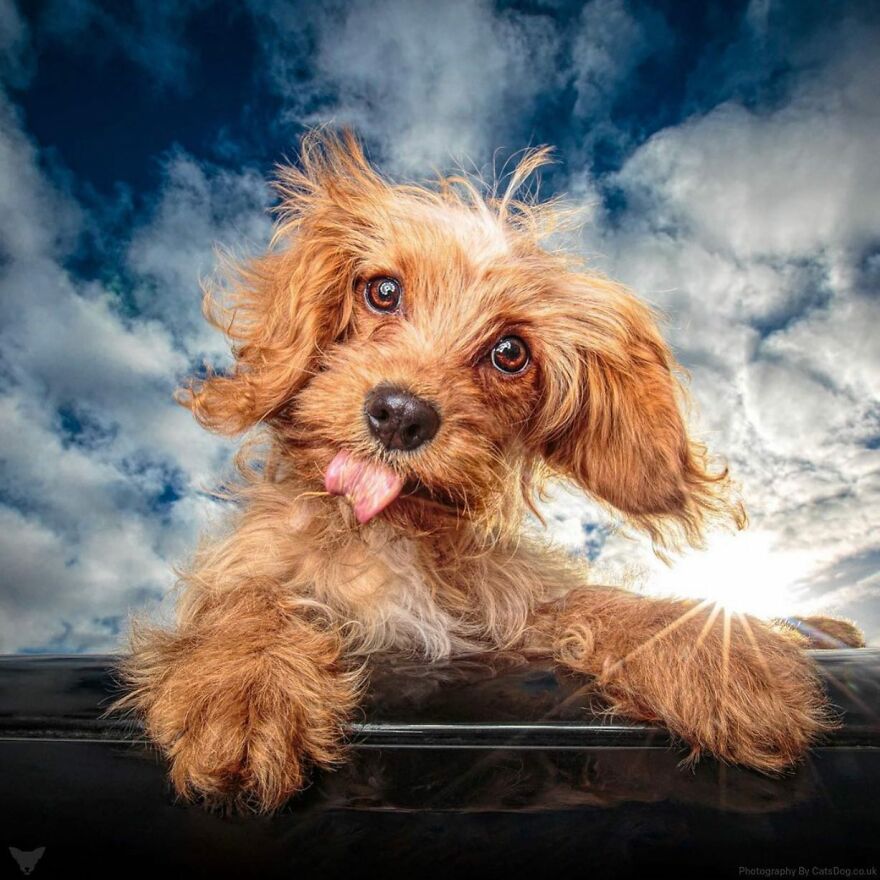 40 Best Images From The International Dog Photography Awards Will Inspire You To Enter (Interview)