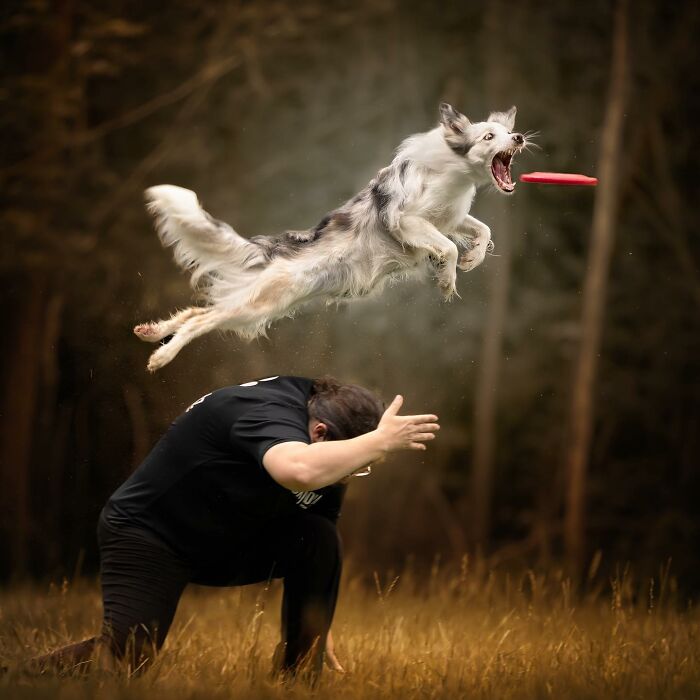 40 Of The Best All Time Images From The International Dog Photography Awards