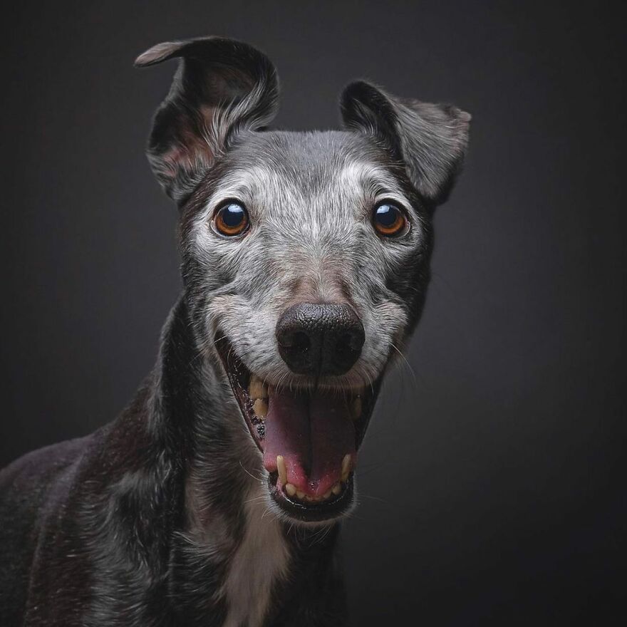 40 Best Images From The International Dog Photography Awards Will Inspire You To Enter (Interview)