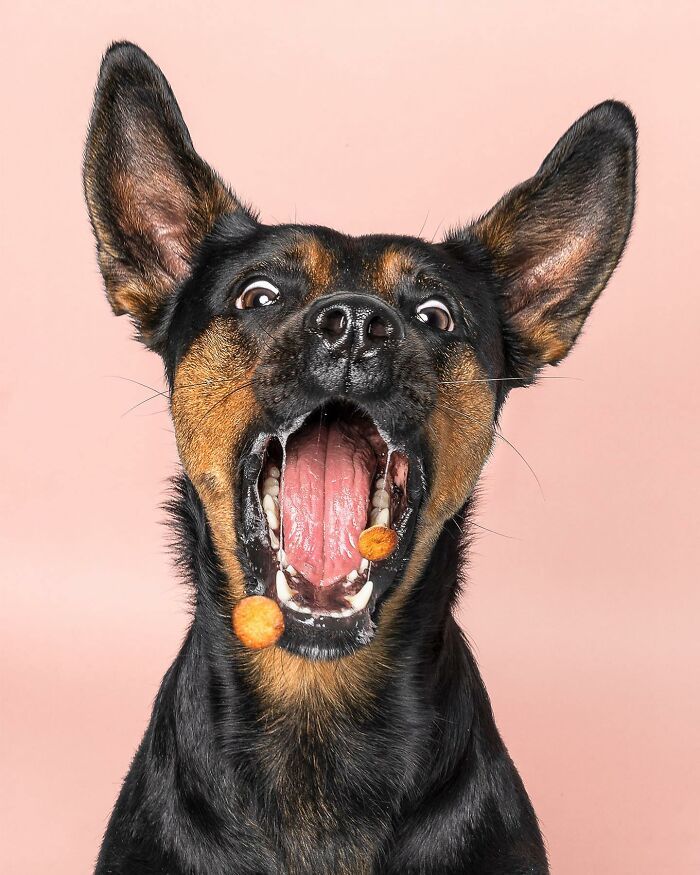 40 Of The Best All Time Images From The International Dog Photography Awards