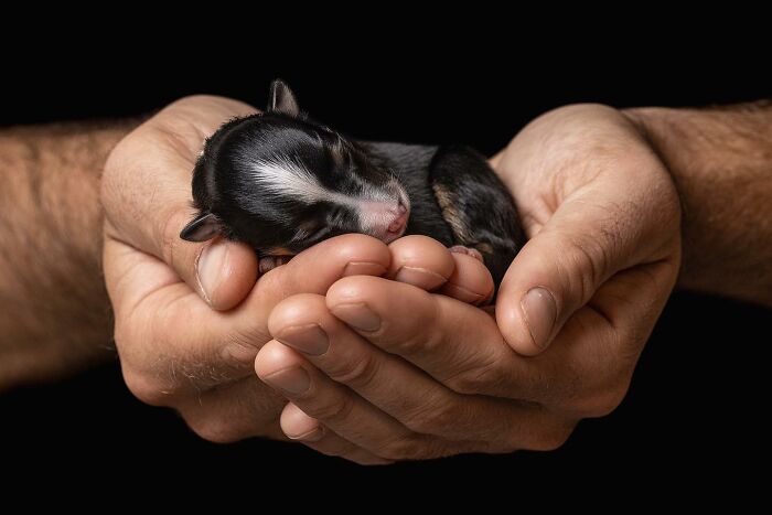 40 Of The Best All Time Images From The International Dog Photography Awards