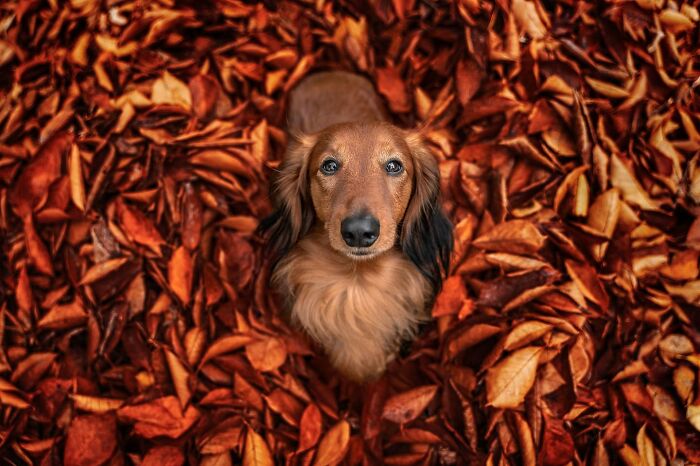 40 Of The Best All Time Images From The International Dog Photography Awards