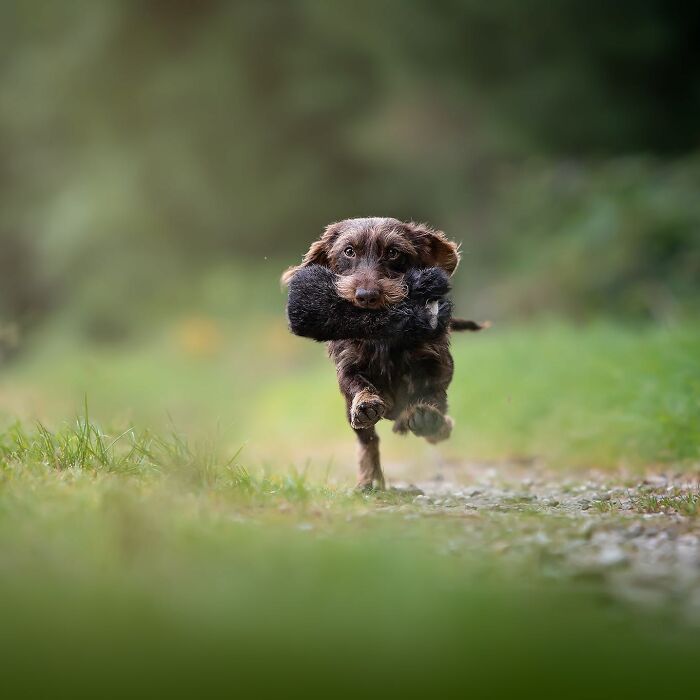 40 Of The Best All Time Images From The International Dog Photography Awards