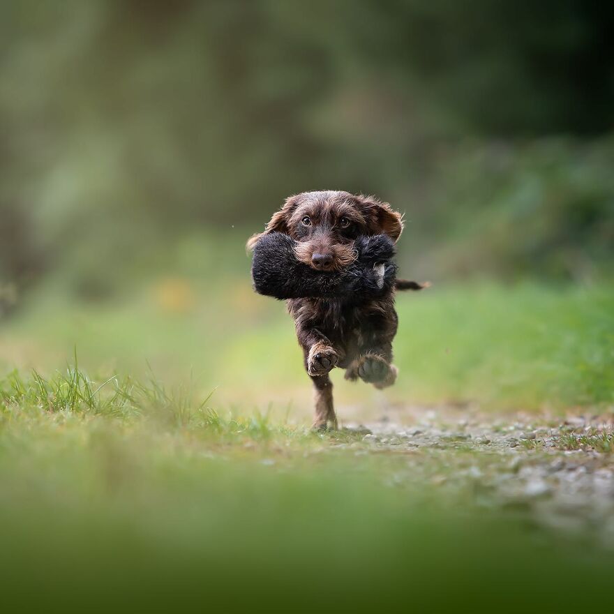 40 Best Images From The International Dog Photography Awards Will Inspire You To Enter (Interview)