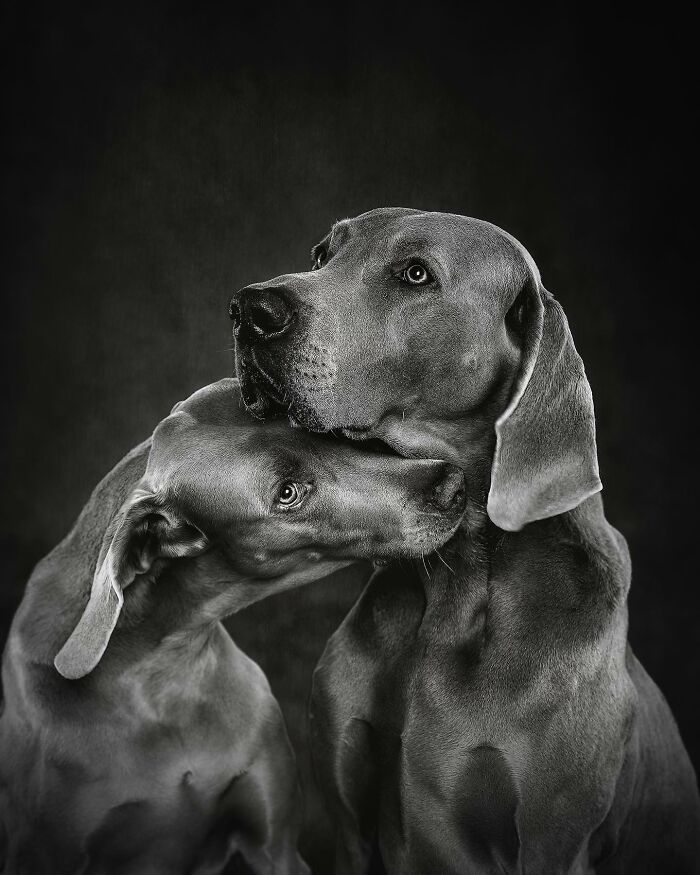 40 Of The Best All Time Images From The International Dog Photography Awards