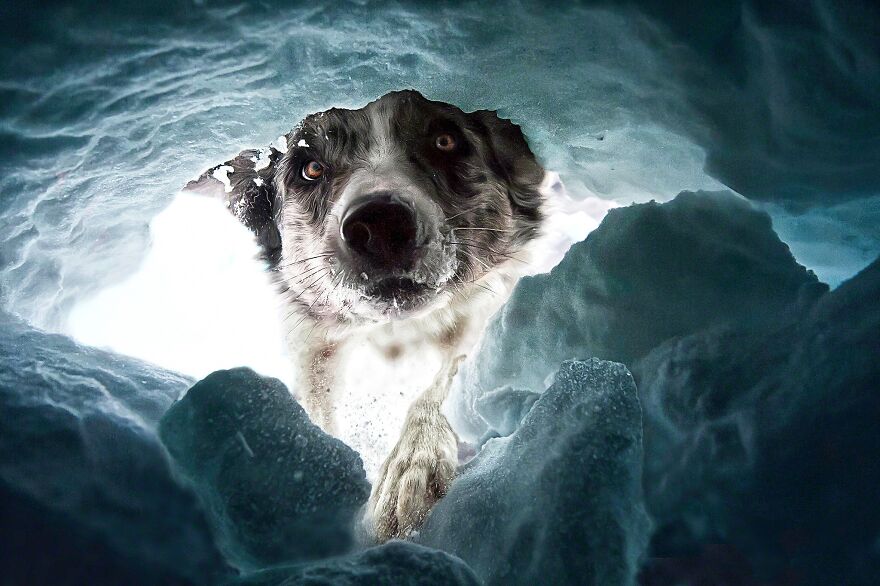 40 Of The Best All Time Images From The International Dog Photography Awards - 11