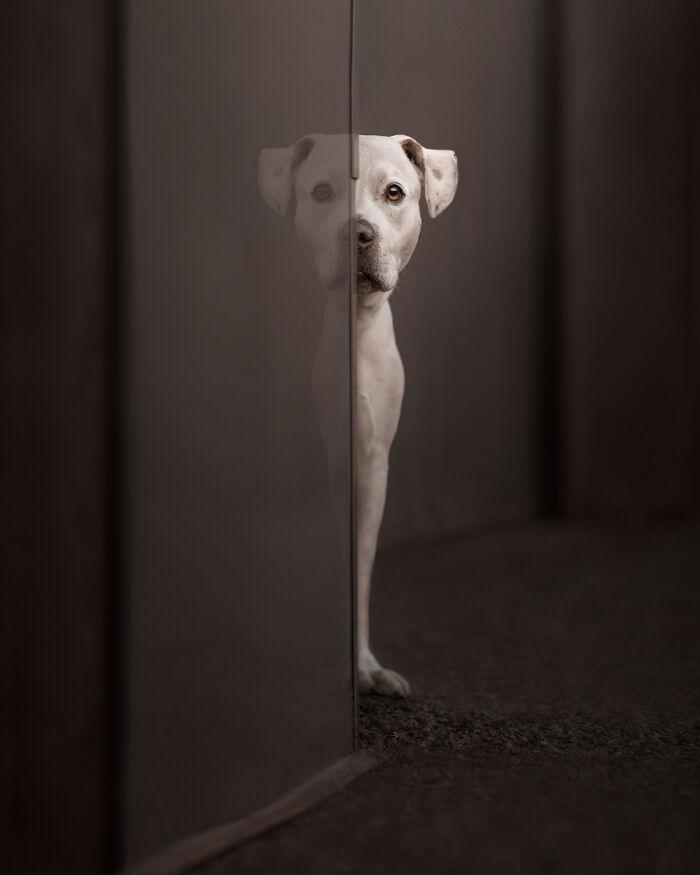 40 Of The Best All Time Images From The International Dog Photography Awards