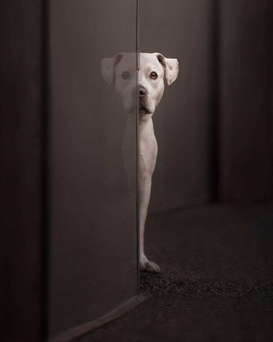 40 Best Images From The International Dog Photography Awards Will Inspire You To Enter (Interview)