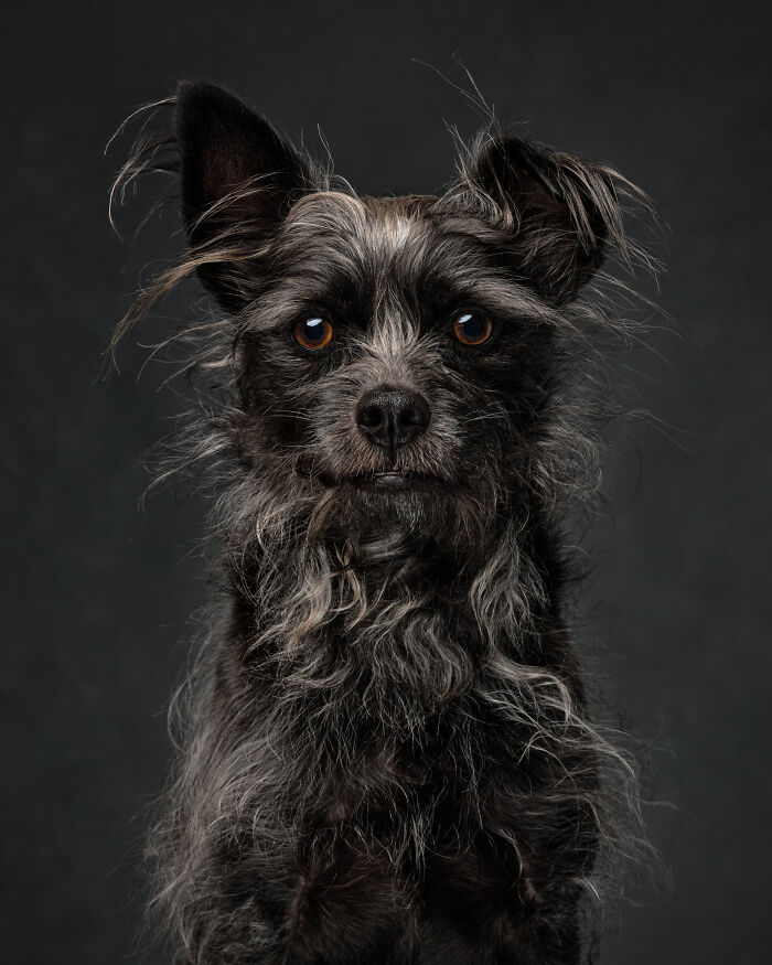 40 Of The Best All Time Images From The International Dog Photography Awards