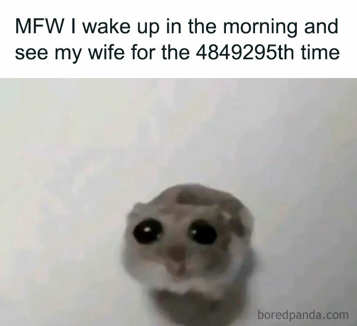 A flirty meme featuring a small, wide-eyed hamster with a blurry background. The text above the image reads, "MFW I wake up in the morning and see my wife for the 4849295th time," suggesting a humorous and affectionate reaction to repeatedly seeing one's spouse.