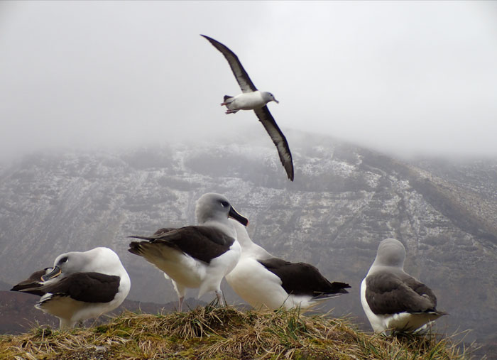 Officials Decide To Drop 600 Tons Of Pesticide On Island To Save Birds From Being Eaten Alive