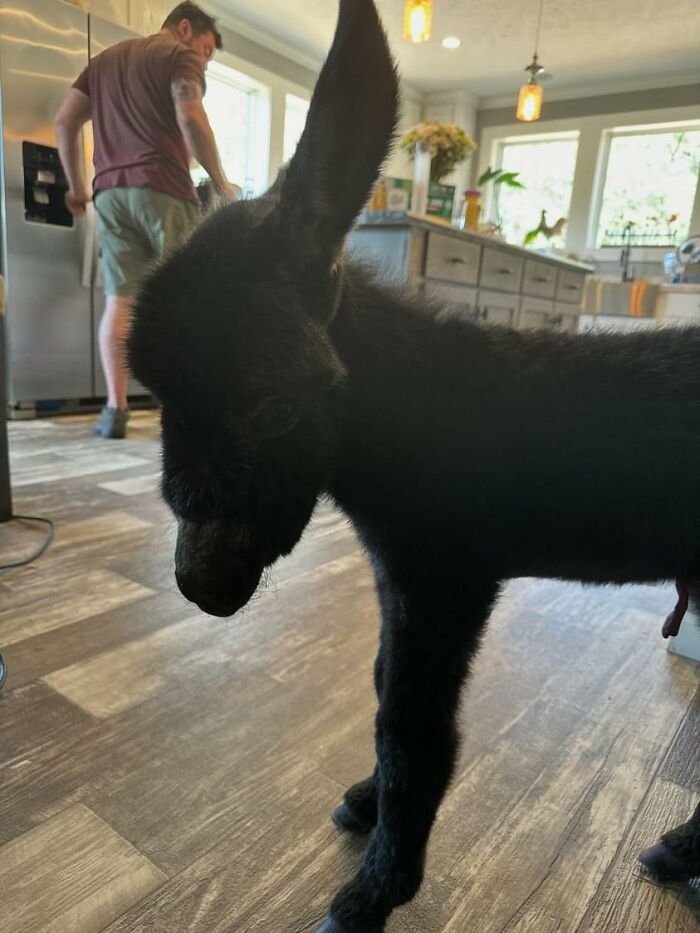 This Couple Rescued A Donkey From His Violent Mom And Now He Lives As A Beloved House Pet