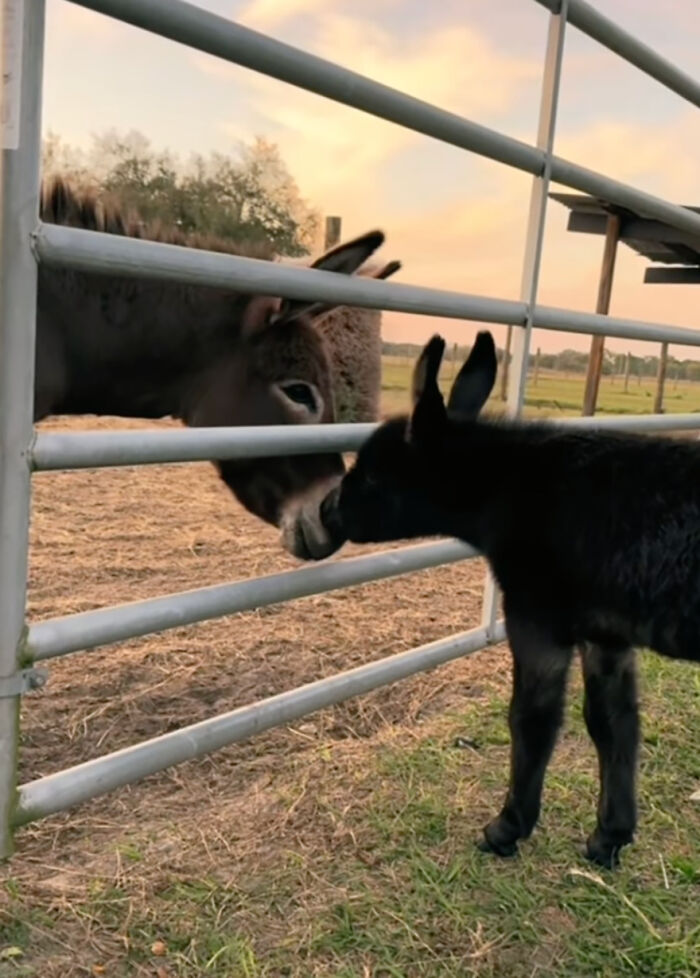 This Couple Rescued A Donkey From His Violent Mom And Now He Lives As A Beloved House Pet