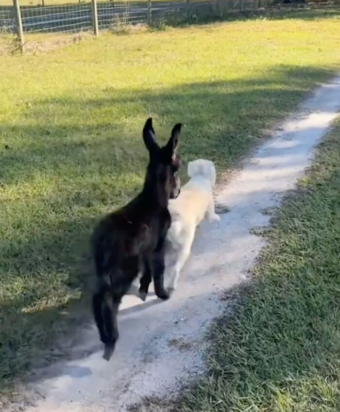 This Couple Rescued A Donkey From His Violent Mom And Now He Lives As A Beloved House Pet