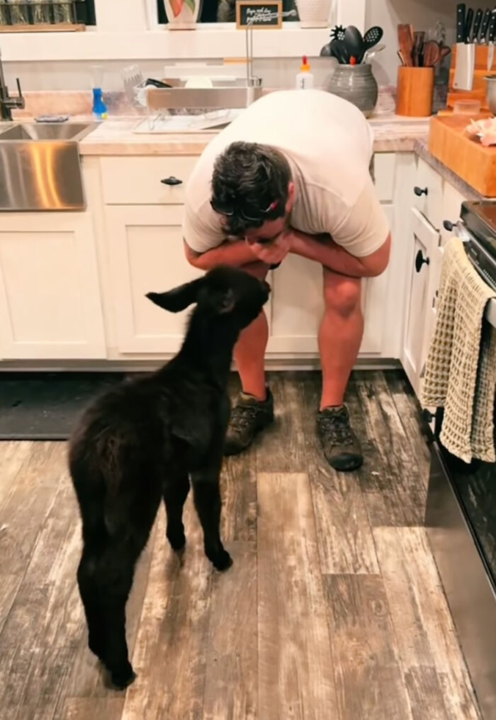 This Couple Rescued A Donkey From His Violent Mom And Now He Lives As A Beloved House Pet