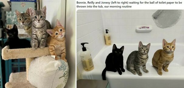 Honey-and-her-kittens-via-mac_is_crack-Reddit-66d369aa3b8d0-jpeg.jpg