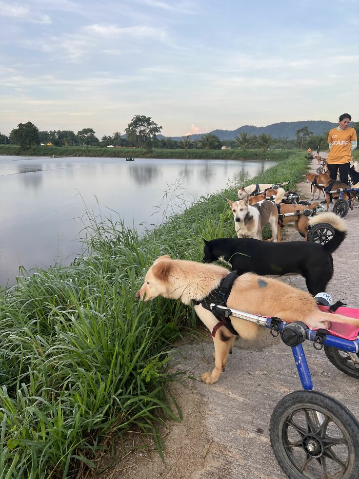 My Husband Found His Calling To Help Dogs Through My Work