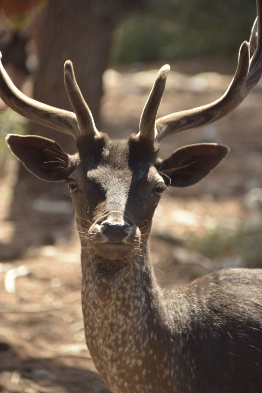 A Deer In Croatia