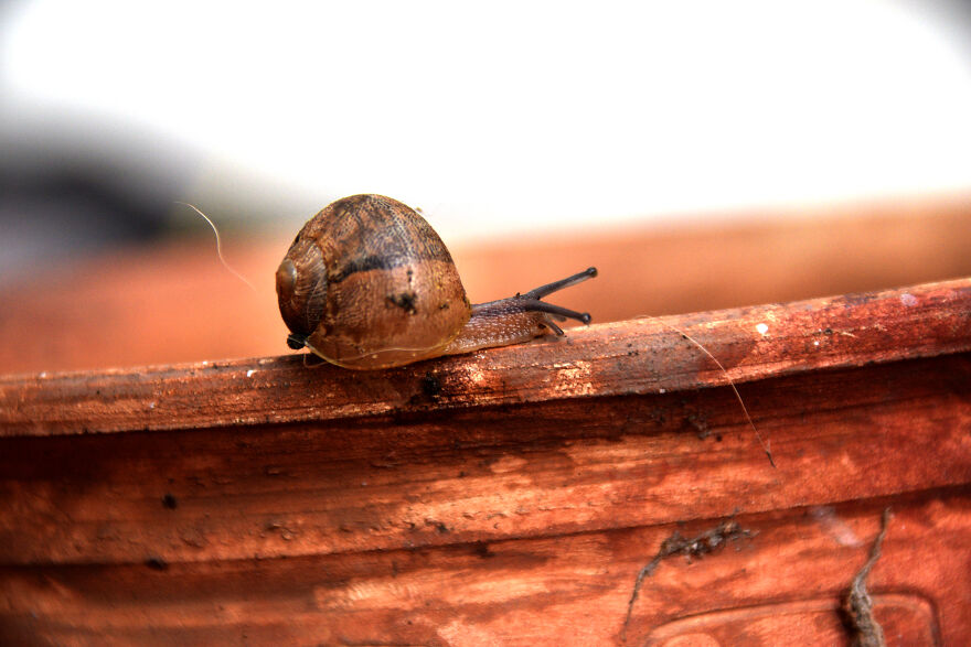 Another Snail