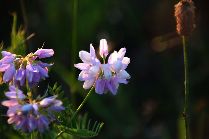 On The Meadow