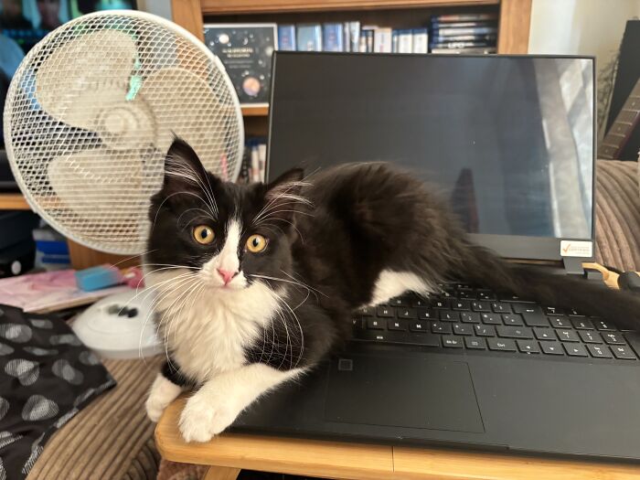 I Iz Helping You Work