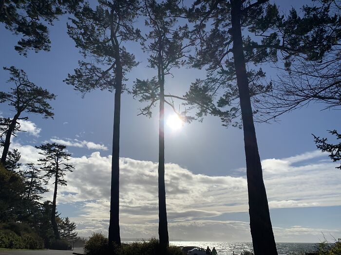 Nature Pictures On Whidbey Island That I Took