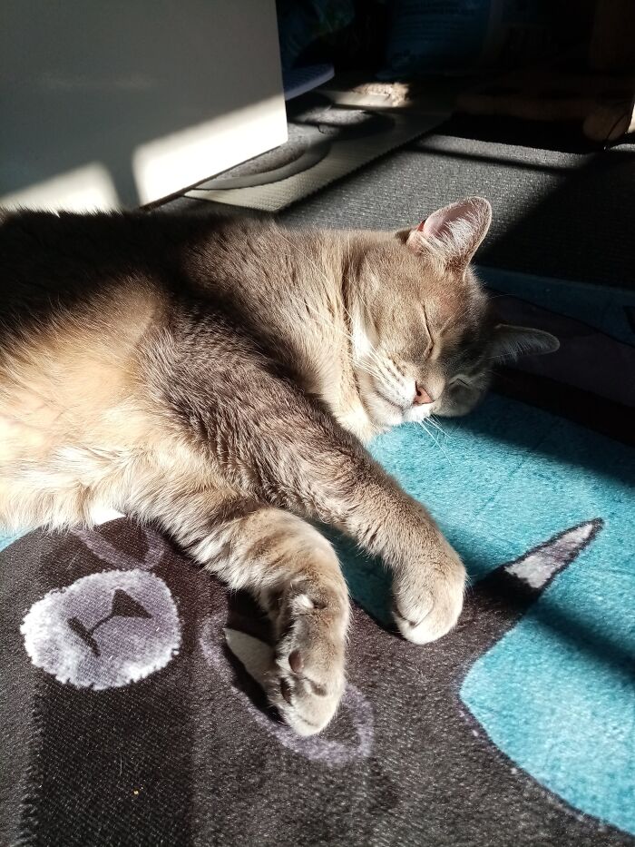 Lucy Enjoying A Spot In The Sun On A Wintery Day