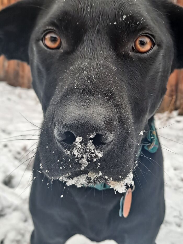 Moreno With Snow In Bloom