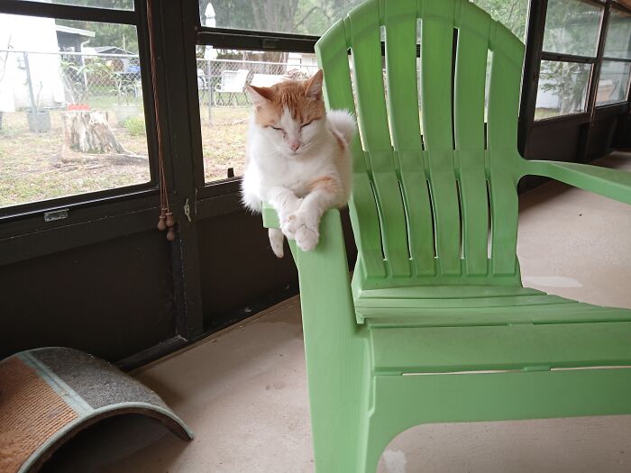 Pinki Sitting/Laying On Arm Of Chair