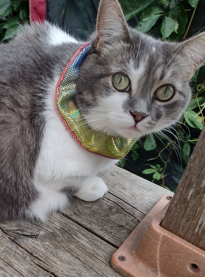 Fluffy, A.k.a. Chonk. In Her Homemade Clown Collar