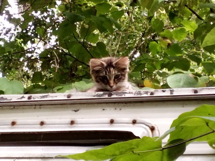 Josie On Top Of The Camper Where She Was Born