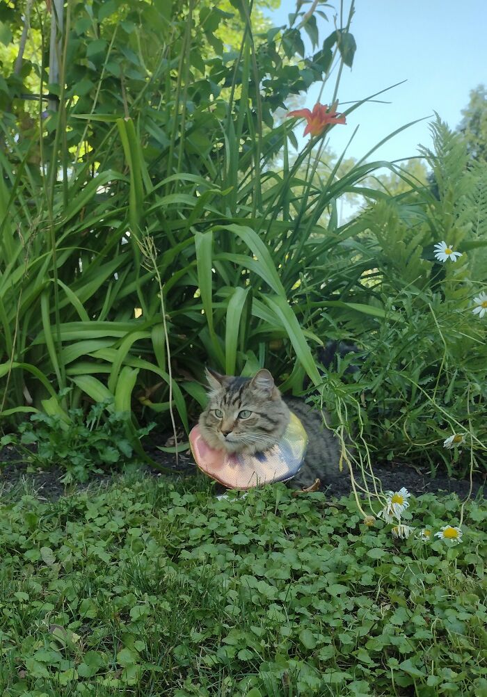 Bizhiins (Biz-Eenz) Means Cat In Ojibway. Here Is The Glorious Hunter In His Homemade Clown Collar