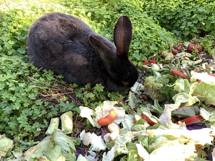 This Is Our Massive Unit, Kuro. No Bananas But A Stalk Of Broccoli For Scale